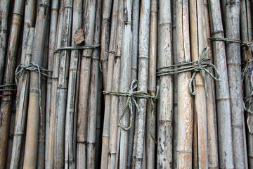 Fototapeta premium visualized bamboo wood old tree