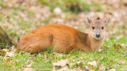Natal red duiker (Cephalophus natalensis)