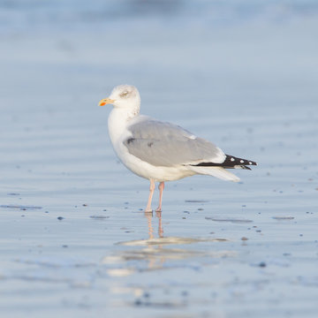Herring gull on a beach