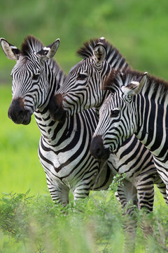 Fototapeta Zebras together