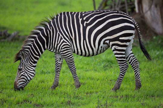 Fototapeta Zebra grazing