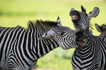 Zebras with mouths open