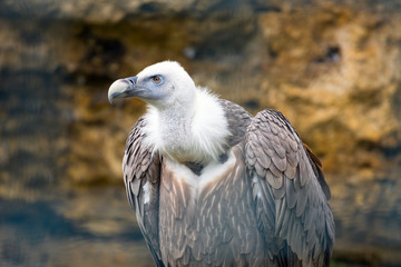 Griffon vulture (Gyps fulvus)