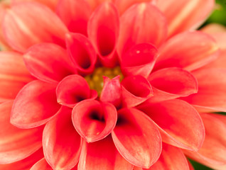 Fototapeta premium Georgina