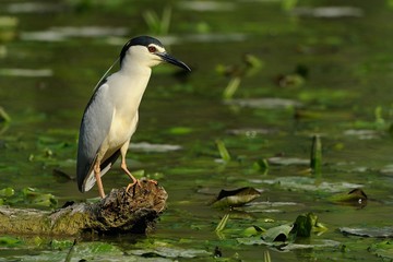 Night heron