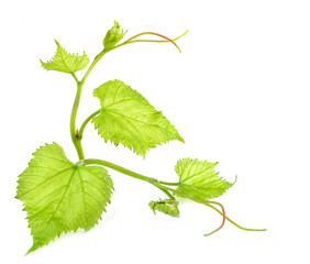 Fresh Green Grape Leaf on isolated white Background