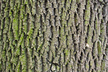 tree bark texture