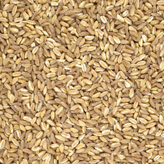 Spelt organic wheat raw cereal close up texture or background