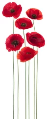 Washable wall murals Poppy poppy