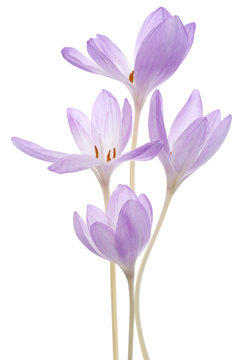 colchicum