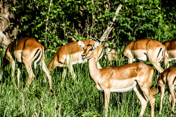 Naklejka na ściany i meble Impala w Masai Mara - Kenia