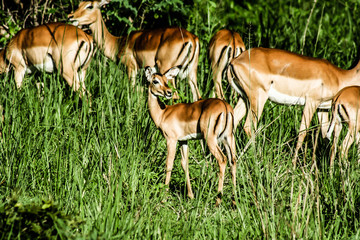 Impalas in Masai Mara - Kenya
