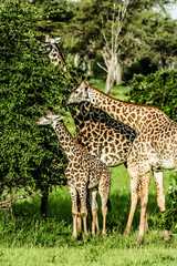 masai giraffes in Serengeti national park