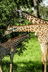 masai giraffes in Serengeti national park