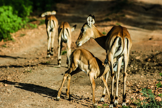 Impalas in Masai Mara - Kenya