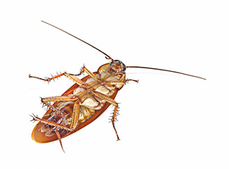 Cockroach isolated on white background