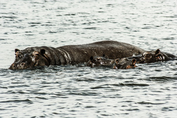 The hippopotamus. Africa