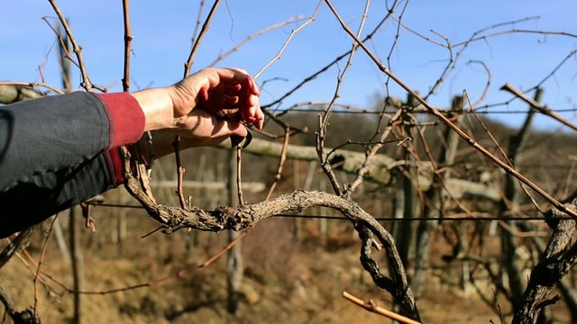 winter pruning a vine