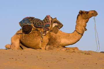 Camel, India