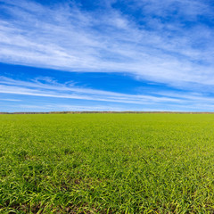 green rural fields