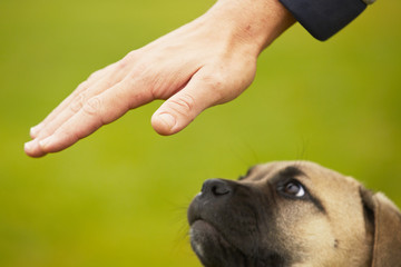 Man is training cane corso dog puppy