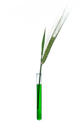 Getreideähre in Reagenzglas mit grüner Flüssigkeit