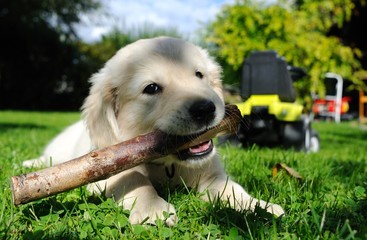 chiot qui joue avec un bâton