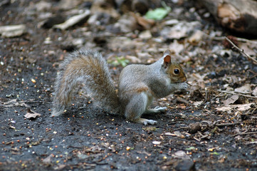 scoiattolo central park