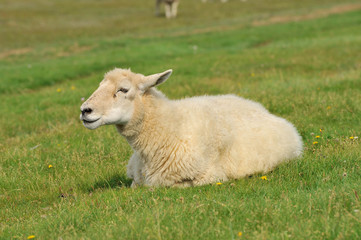 Obraz premium Schaf am Nordsee Deich