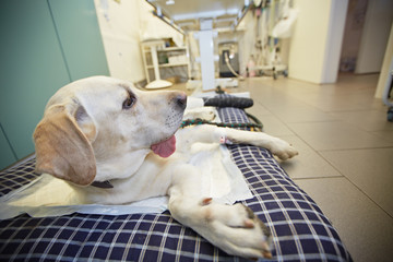 Ill labrador retriever in veterinary clinic.