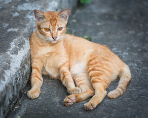 yellow cat