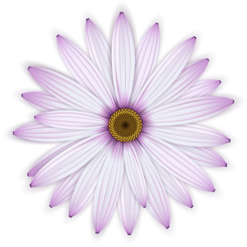 Single purple daisy (osteospermum) flower.