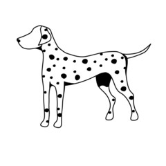 beautiful thoroughbred dog