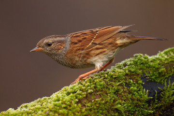 Passera scopaiola