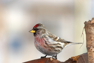 Redpoll
