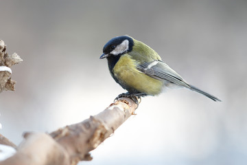 Great tit