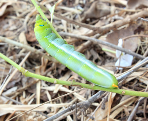 Green caterpillar