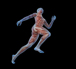 Sport anatomy - runner