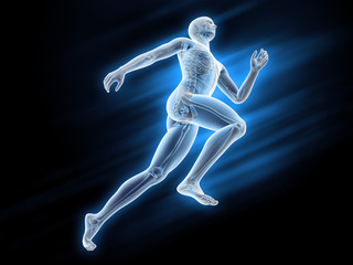 Fototapeta na wymiar Anatomia Sport - biegacz