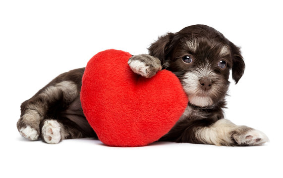Cute Valentine Havanese puppy dog with a red heart