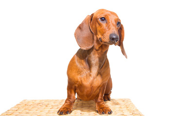red dachshund on isolated white
