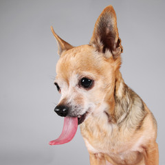 a chihuahua on a gray background