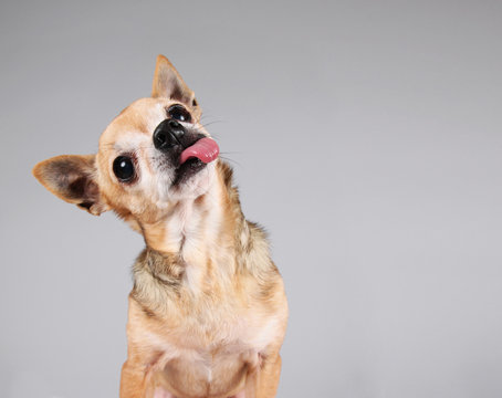 a chihuahua on a gray background