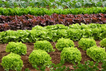 Reihen von Salatpflanzen vor der Ernte