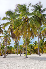 Palmenstrand, Karibik