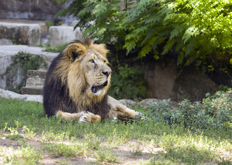 leone seduto per terra