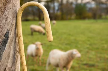 Fotobehang Schaap Herdersstaf, schapen