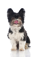 Beaver Yorkshire Terrier - Biewer Yorkshire Terrier