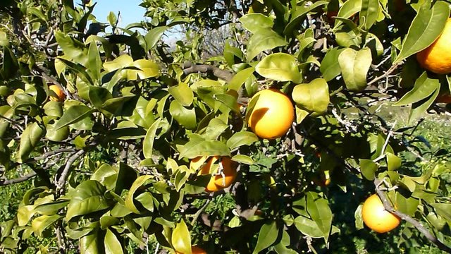 Naranjas maduras