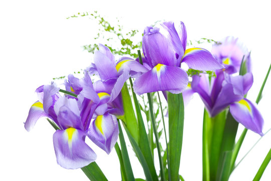 Beautiful purple iris flowers, isolated on white background